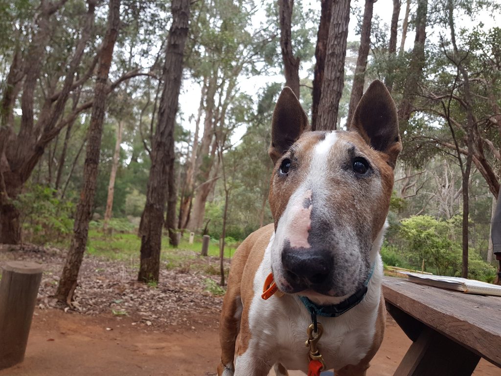 Brown and White Bull-Terrior at a camp ground